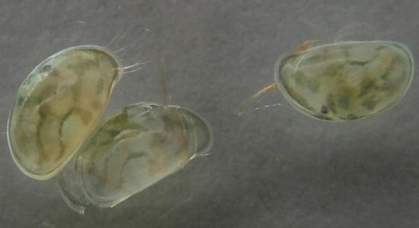 דפניות וצדפניות אוכל חי לדגים