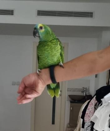 אמזונה בלו פרונט בן שלושה