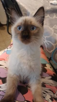 חתולים סיאמים מסוג בלינז יפים