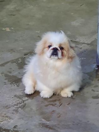 גורי פקינז מהממים ומתוקים בעלי