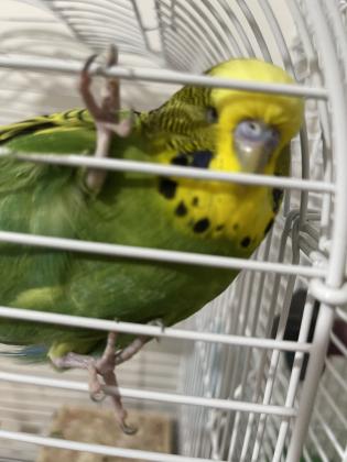 תוכי נדיר מאוד מדבר