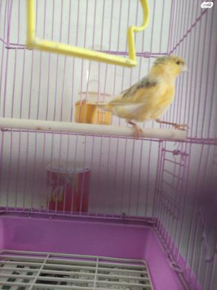 כנרים זכרים וגם נקבה לבנהשרים