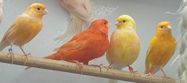 זוג פיפים צהובים 2022 יפיפים