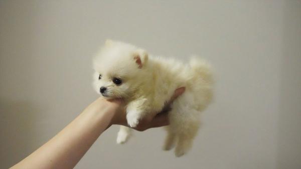 גורי פומרניאן ננסי מהממים, זכר