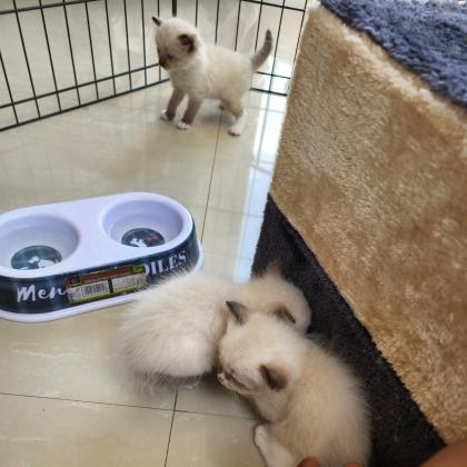 חתולי רגדול מהממים למכירה בני