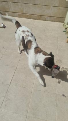 למסירה רועה אוסטרלי מעורב, מתוק