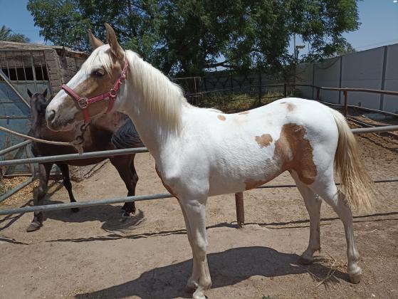 טנסי ווקר טהורת גזע בת שנה וחצי