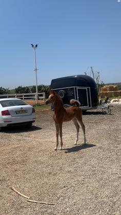 סייח ערבי עם תעודת הרבעה בן 6