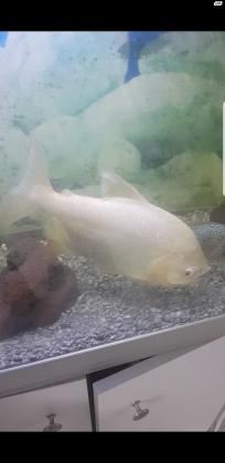 דג פאקו לבן ויפה בגודל