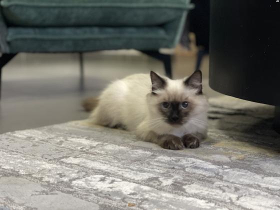 חתול הימלאיה בן 4 חודשים