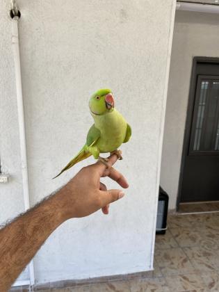 למכירה דררה זכר ענק ובריא