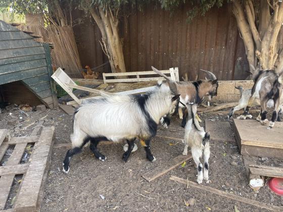 עזים וגדיים ננסיים למכירה מפינת