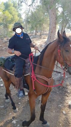 סוס טנסי מעולה רוכב עם