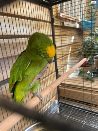 נקבה ילו קראון אמזונה בת