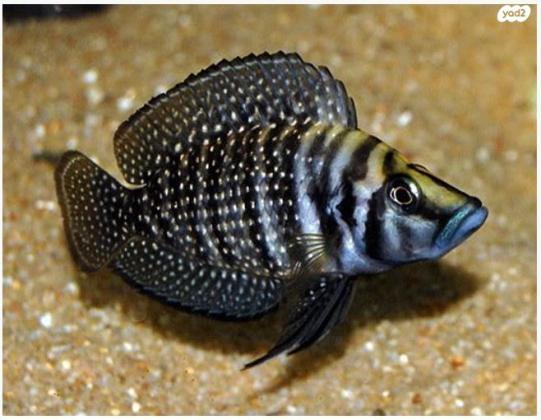 קלבוס גודל 5-6 ס"מ