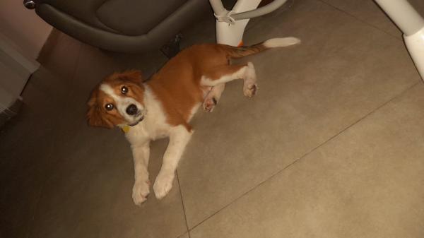 רועה כנעני מעורב עם בלגי