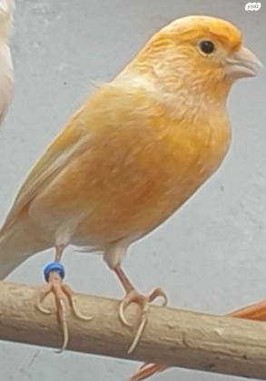 זוג פיפים צהובים 2022 יפיפים