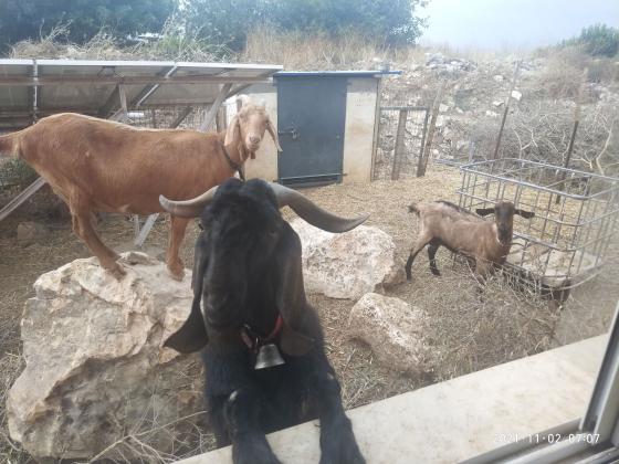 תיש אנגלו נובי טהור בן