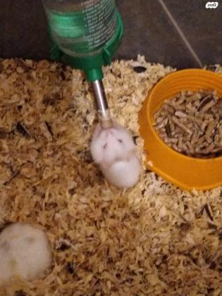 אוגרים לבנים וחומים יפים ורגליים