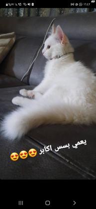 חתול שיראזי גיל שנה למסירה