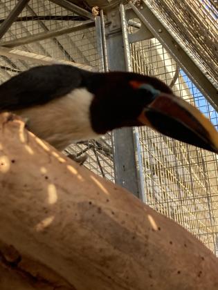 למכירה תוקן גרין ארקרי נקבה