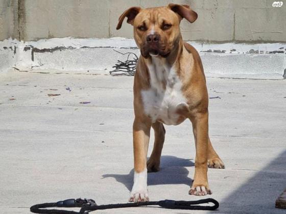 סטיב מעורב קטן יחסית מדהים