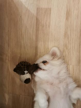 גור פיקנז ראש אריה לבן