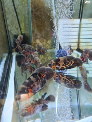 דגי אוסקר טייגר בגודל 9