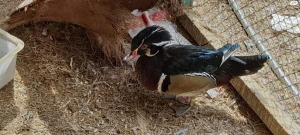 יש זוגות של מנדרינים מופע