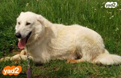 לכל דבר צרו קשר עיזרו