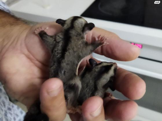 למכירה גור שוגר גליידר מתוק