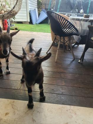 עז ננסית נקבה+גדי ננסי, המלטה