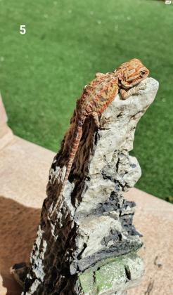 חרדון מזוקן חרדונים בייבי בני