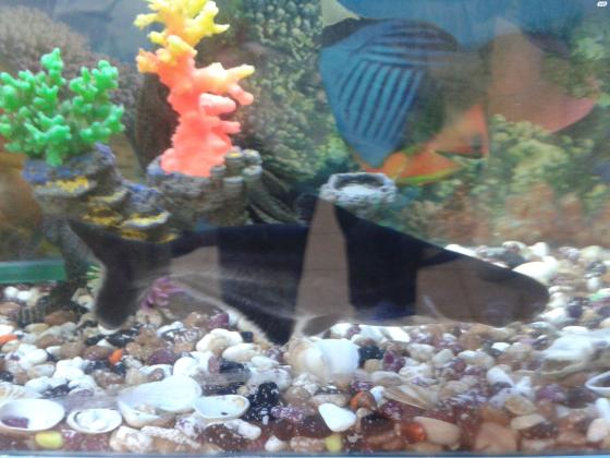 למכירה דג תוכי גדול ויפה