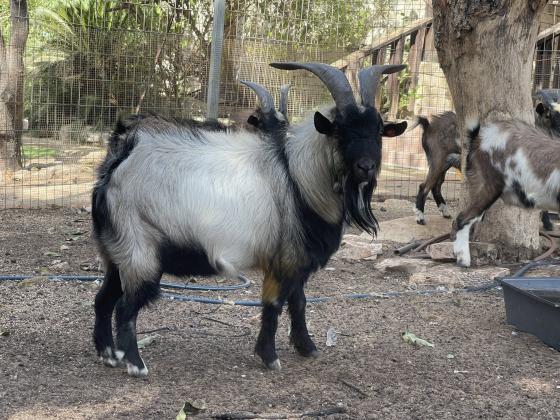 עזים וגדיים ננסיים למכירה מפינת