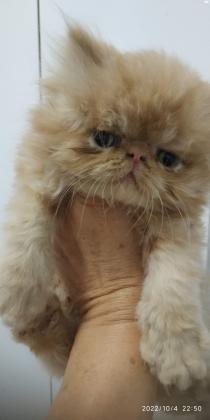 למכירה חתולים יפים פרסי