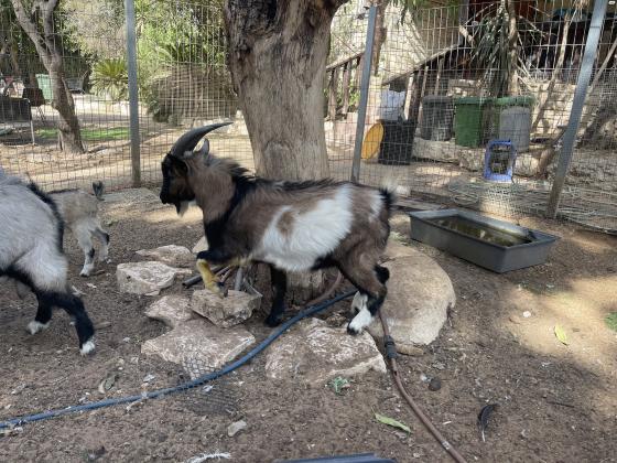 עזים וגדיים ננסיים למכירה מפינת