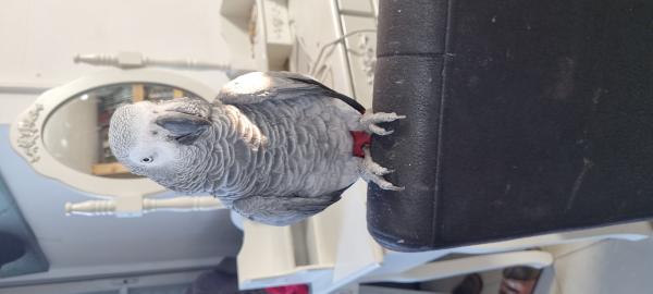 נקבה יפה האכלת יד מדברת