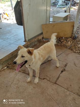 כלב מעורב, חצי אסקי סיבירי חצי לברדור