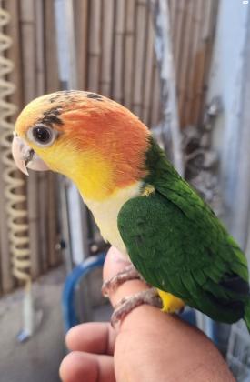 למכירה קאיק ג'ינג'י חברותי לא