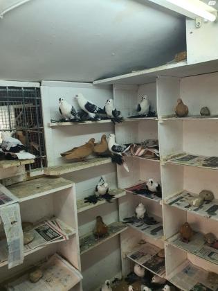 יונים מובחרים למחירה