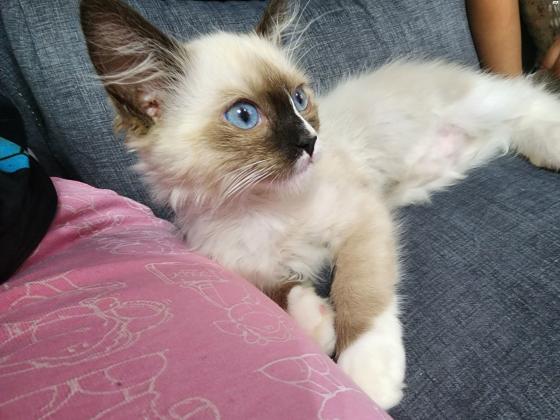 חתולי רגדול מהממים למכירה בני