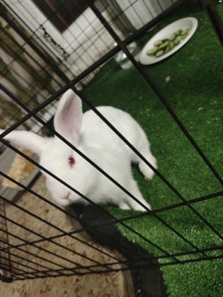 ארנבת לבנה עם עיניים אדומות