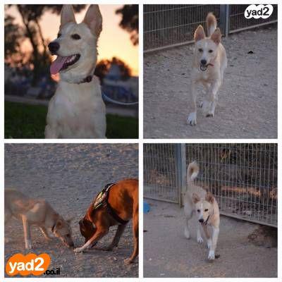 מהרחובות באר שבע לפני כמעט