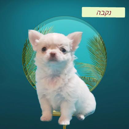 גורת ציוואווה ננסית בנת חודשיים