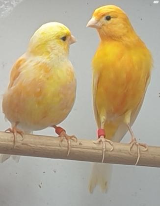 זוג פיפים צהובים 2022 יפיפים