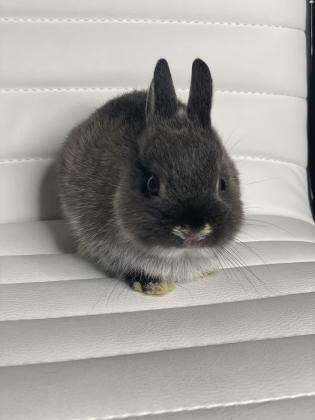 ארנב ננסי הולנדי גזעי הארנב