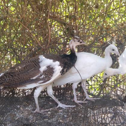 למכירה אפרוחי טווסים עם גן לבן