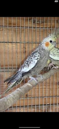 למכירה 4 קוקטיילים צעירים ללא