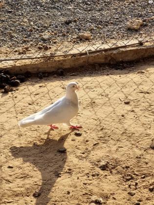 יונים פרסים למכירה